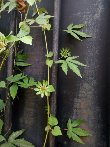 Bush Sorrel