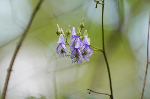 Aconitum sachalinense iNat (1)