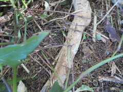 Piper excelsum excelsum