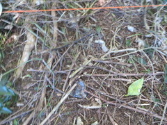 Piper excelsum excelsum