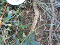 Piper excelsum excelsum