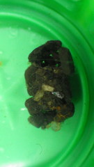 Glossosomatidae