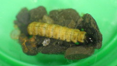 Glossosomatidae