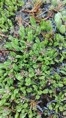 Caltha appendiculata