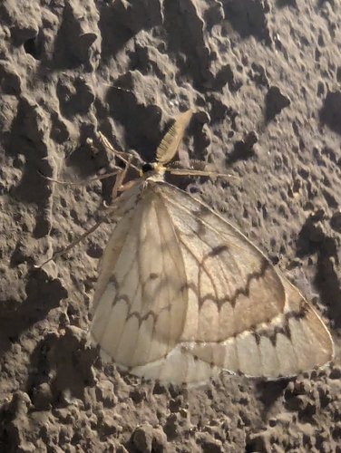 Phantom Hemlock Looper photo 3