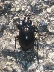 Carabus finitimus