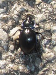Carabus finitimus