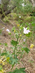 Malva weinmanniana