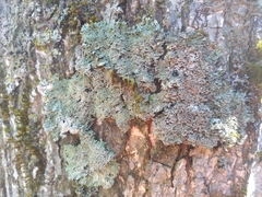 Heterodermia squamulosa