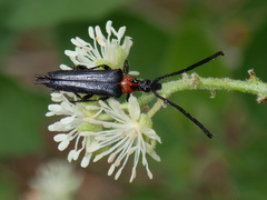 Cyphonotida rostrata texana