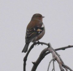 Fringilla coelebs coelebs