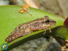 Scinax trapicheiroi