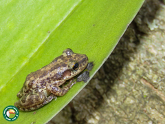 Scinax trapicheiroi