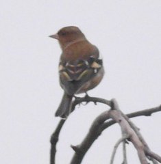 Fringilla coelebs coelebs