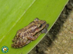 Scinax trapicheiroi