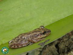 Scinax trapicheiroi