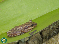 Scinax trapicheiroi
