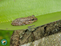 Scinax trapicheiroi