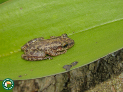 Scinax trapicheiroi