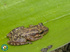 Scinax trapicheiroi