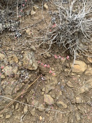 Eriogonum cithariforme var. agninum