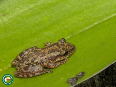 Scinax trapicheiroi