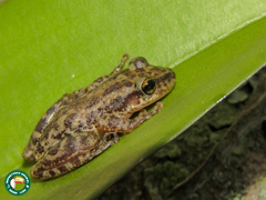 Scinax trapicheiroi