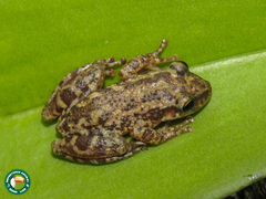 Scinax trapicheiroi
