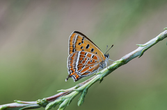 Lycaena li