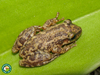 Three-lined Snouted Tree Frog - Photo (c) Diogo Luiz, some rights reserved (CC BY-SA), uploaded by Diogo Luiz