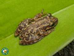 Scinax trapicheiroi