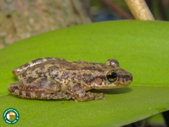 Scinax trapicheiroi