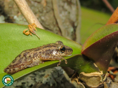 Scinax trapicheiroi