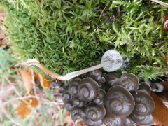 Mycena tintinnabulum