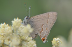 Electrostrymon guzanta