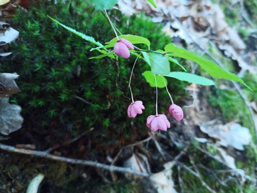 衛矛科  衛矛屬   瘤枝衛矛 Euonymus verru