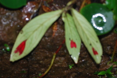 Image of Columnea consanguinea