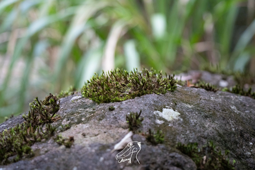 Campylopus umbellatus observed 2025-09-20