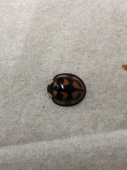 Aiolocaria hexaspilota