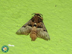 Megalopyge radiata
