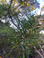 Acacia uncifolia, photograph (c) Alex Stuart, some rights reserved (CC BY)