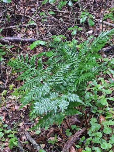 Madeira holly fern (Arachniodes webbiana)