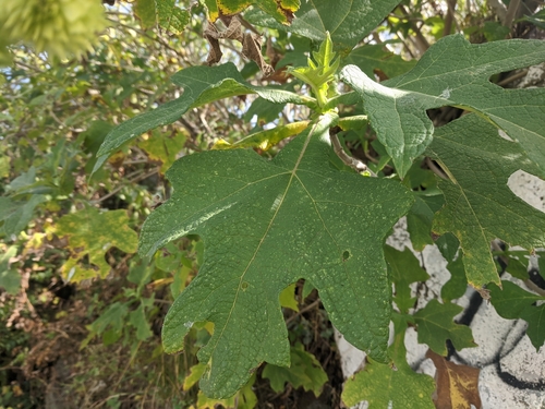 Image of Tree Daisy (Montanoa grandiflora) by no rights reserved