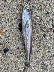 Merluccius productus