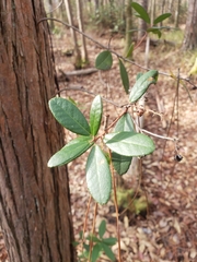 Pieris phillyreifolia