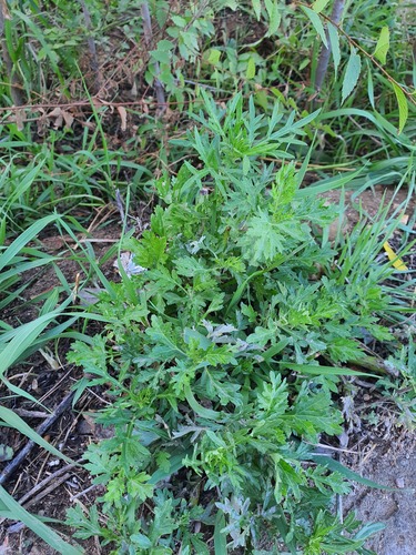 Lavenderleaf Wormwood (Artemisia umbrosa)