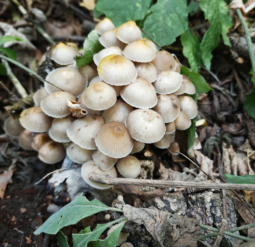 Mycena inclinata — (c) Andrey Polstianoi, some rights reserved (CC BY)