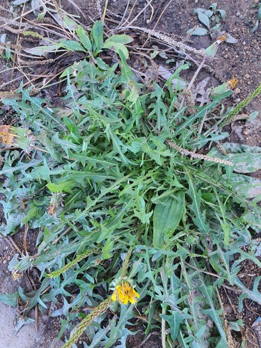 horned dandelion (Taraxacum ceratophorum)