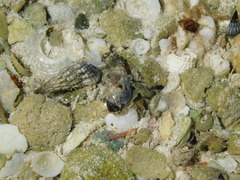 Cerithiidae