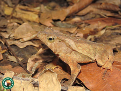 Rhinella hoogmoedi